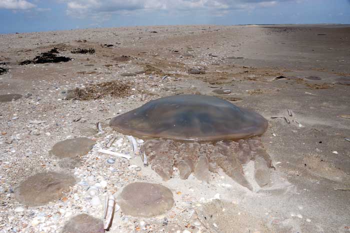 zeepaddenstoel Rhizostoma pulmo Texel reuzenkwal Hors