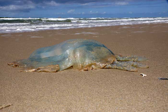 zeepaddenstoel Rhizostoma pulmo reuzenkwal Texel