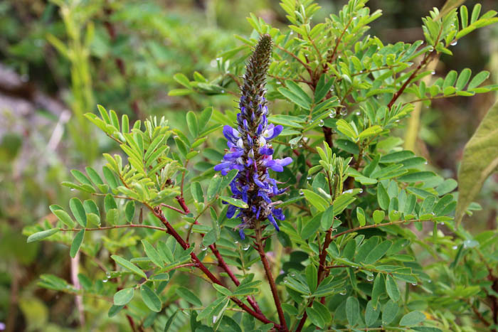 bergen, planten, Wilde Lupine, San Lorenzo, Noord-Peru