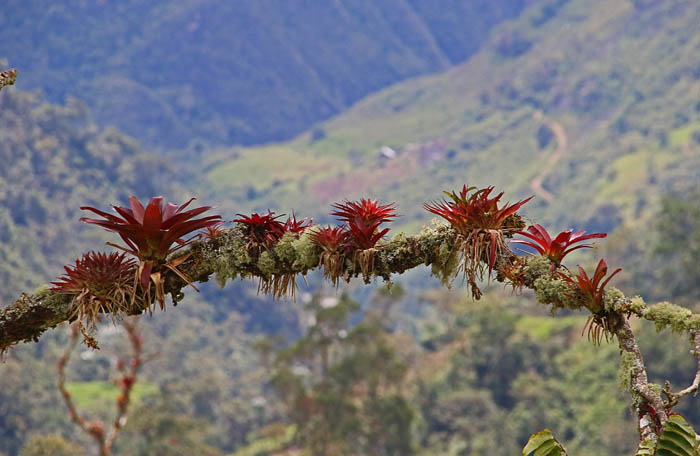 bergen, San Lorenzo, Noord-Peru, planten, Bromelia's