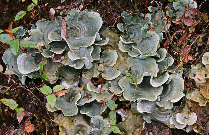 bergen, korstmossen, Abra Patricia, Noord-Peru