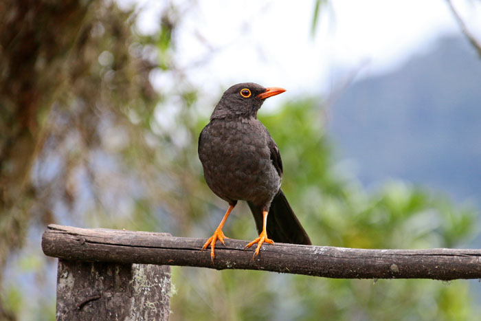vogels, lijster, Reuzenlijster, Great Thrush, Turdus fuscater, Abra Patricia, Noord-Peru