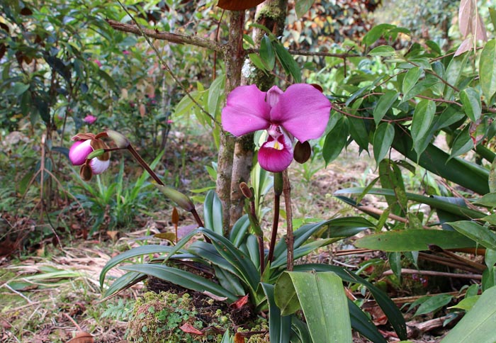 orchideeën, Phragmipedium kovachii, Fundo Alto Nieva, Noord-Peru, vegetatie, bergen