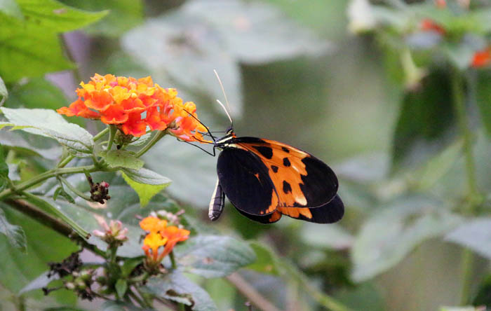 insecten, vlinders, dagvlinders, bergen, Aguas Verdes, Noord-Peru