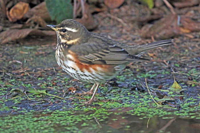 vogels, lijsters, trekvogels, Koperwiek, Turdus iliacus, Texel