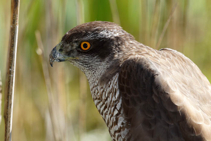 vogels, roofvogels, Havik, Accipiter gentilis, Texel