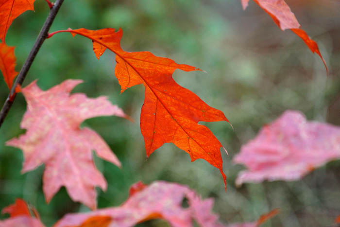 bomen, herfst, eiken, Amerikaanse Eik, Quercus rubra