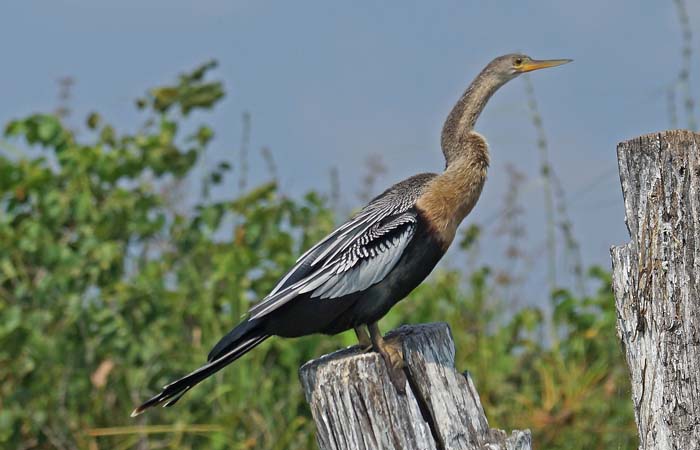 Amerikaanse Slangenhalsvogel, Anhinga anhinga, Laguna del Tresoro, Cuba