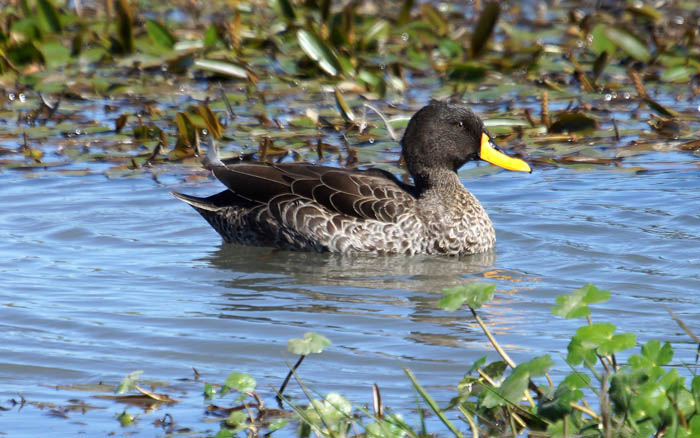 watervogels, eenden, Geelsnaveleend, Yellow-billed Duck, Ethiopië