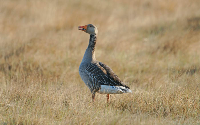 vogels, watervogels, ganzen, Grauwe Gans, Anser anser, duinen, Duinpark, Texel