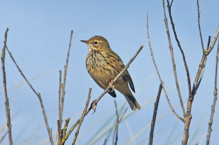 zangvogels, pipers, Graspieper, Meadow-pipit, Anthus pratensis, Kreeftepolder, Texel