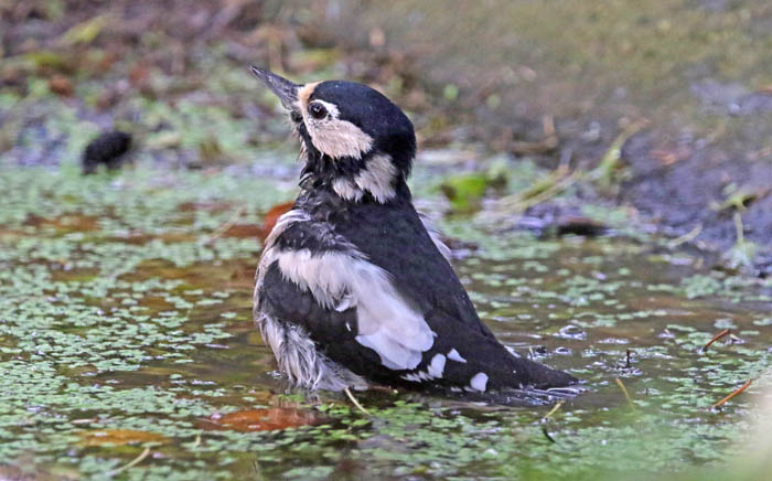 vogels, spechten, Grote Bonte Specht, Dendrocopos major, Texel