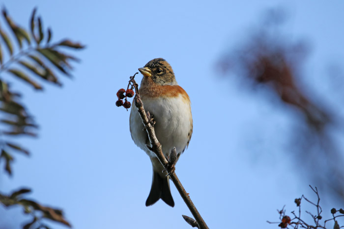 vogels, vinken, trekvogels, Keep, Fringilla montifringilla, Texel