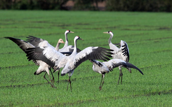 vogels, kraanvogels, grus, grus, Rehdener Geestmoor, Diepholz, Duitsland