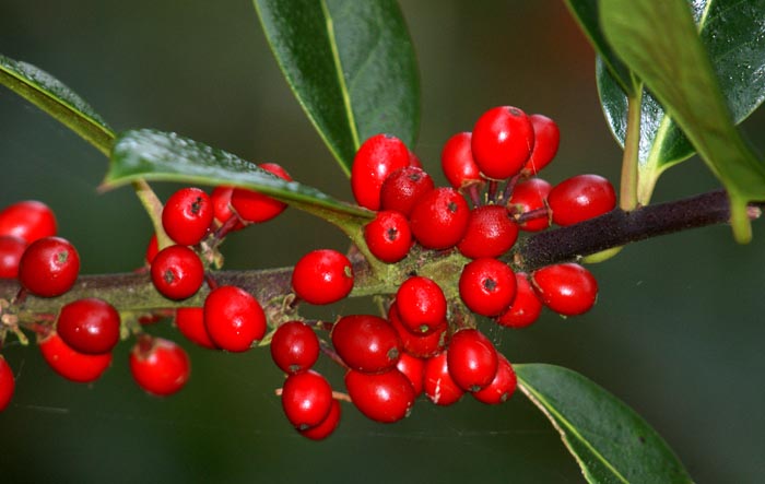 bomen, bessen, herfstkleuren, Hulst, Ilex aquifolia, Texel