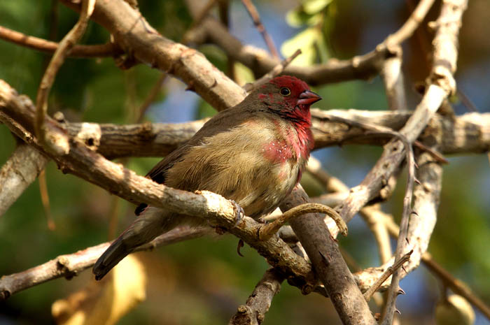 vogels, vinken, Vuurvinkje, Lagonosticta senegala, Muger gorge, Ethiopië