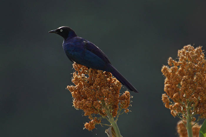 vogels, glansspreeuwen, Sorghum, Melka Ghebdu, Ethiopië