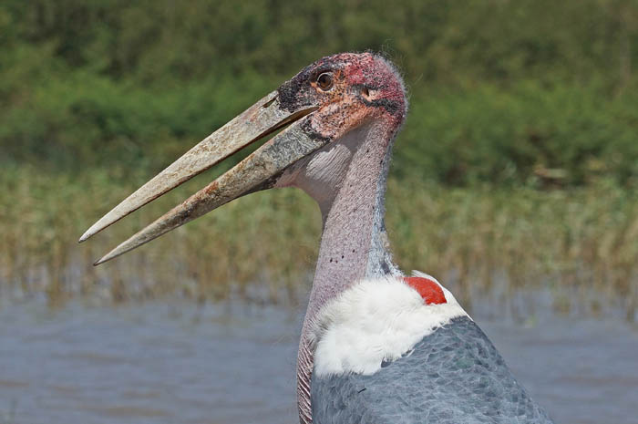vogels, maraboe, ooievaars, Ziway, Ethiopië