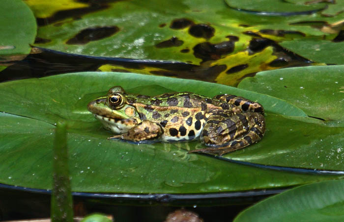 amfibiën, kikkers, 'Groene Kikker', Pelophylax spec., Ohrid, meer, Macedonië