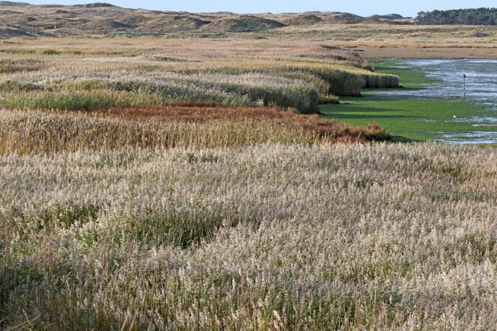 Mokbaai, Texel, riet, biezen, zoete kwel