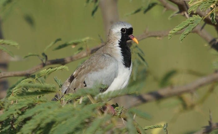 vogels, duiven, Maskerduif, Oena capensis, Bilen Lodge, Aar, Ethiopië
