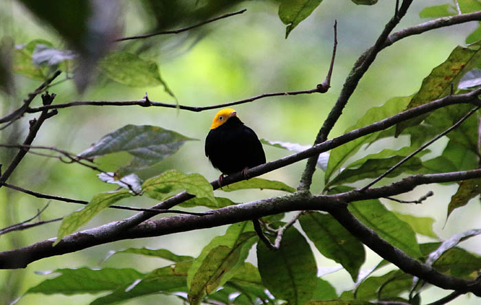 vogels, mannakins, Goudkopmannakin, Golden-headed Mannakin, Pipra erythrocephala, Tarapote, Noord-Peru