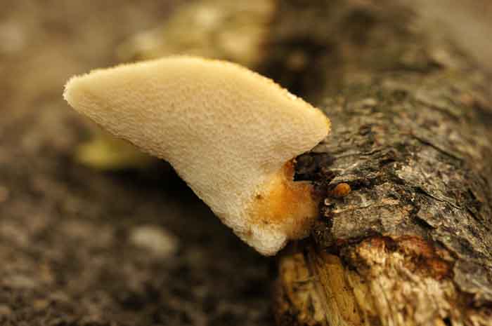 grootporiehoutzwam, Polyporus auricularius, paddenstoel