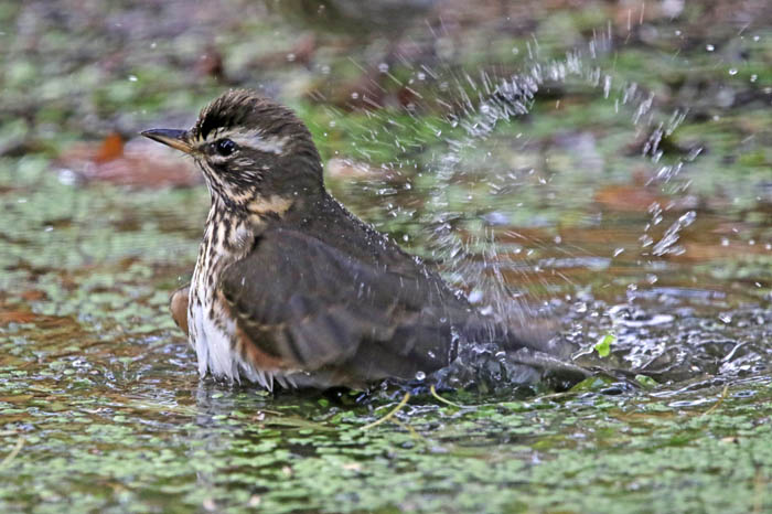 vogels, lijsters, trekvogels, Koperwiek, Turdus iliacus, wassen