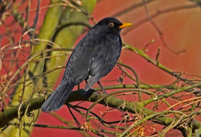 vogels, lijsters, Merel, Turdus merula, Texel