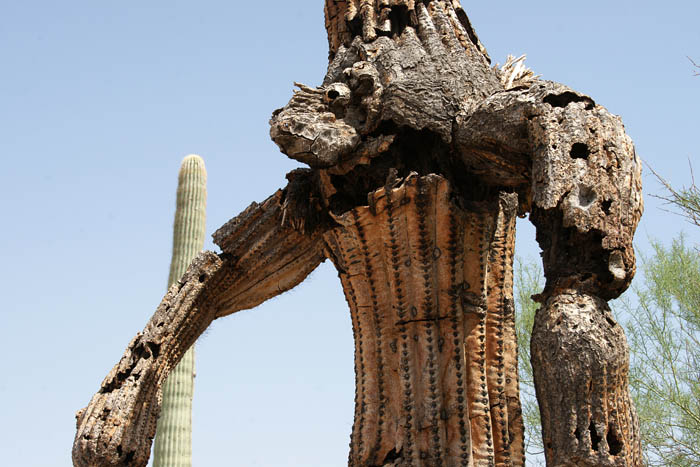 Saguaro cactus, nationaal park, Arizona, USA
