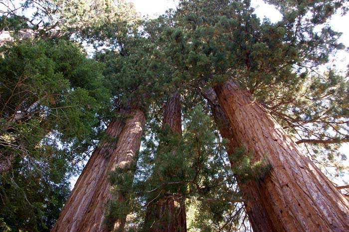 bos, bomen, Sequoia, Mammoetboom, Sequoia NP, nationaal park, USA