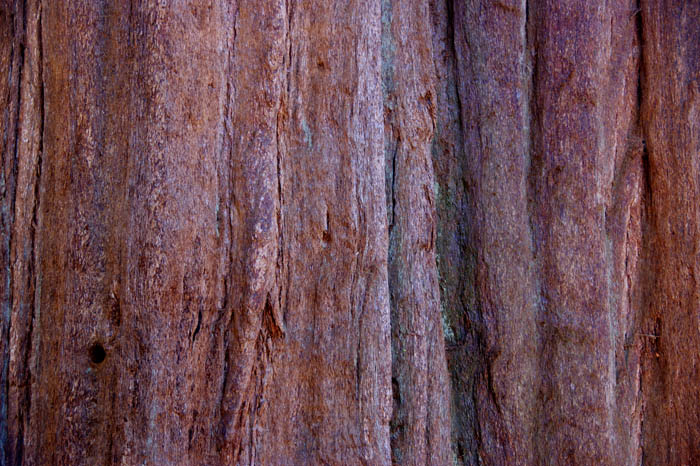 mammoetboom, reuzensequoia, Secoiadendron giganteum, National Park, Californië, USA