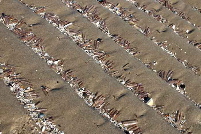 Ensis americanus Amerikaanse zwaardschede aanspoelsel Texel