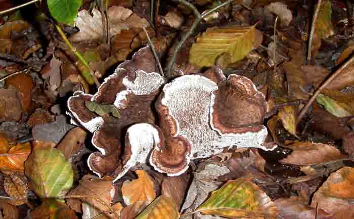 avondroodstekelzwam stekelzwam Sarcodon joeides paddenstoel zwam