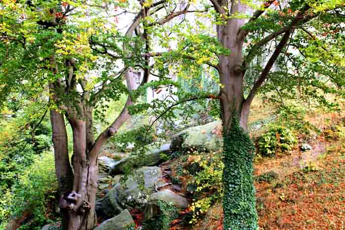 herfstkleuren bos Duitsland