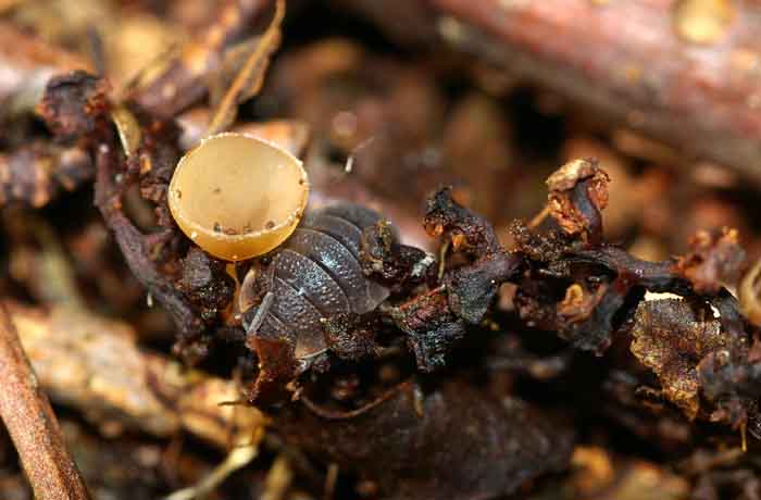 elzenkatjesbekerzwam bekerzwam elzenkatjes paddenstoel