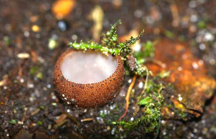 Kleine bruine bekerzwam Humaria haemispherica bekerzwam paddenstoel