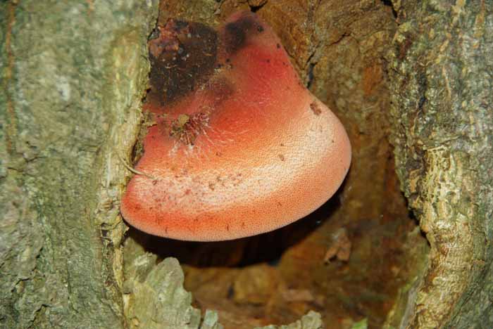 Biefstukzwam Fistulina hepatica paddenstoel