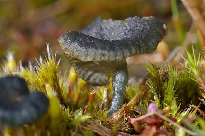 blauwgroen trechtertje omphalina chlorocyanea pionier paddenstoel zwam