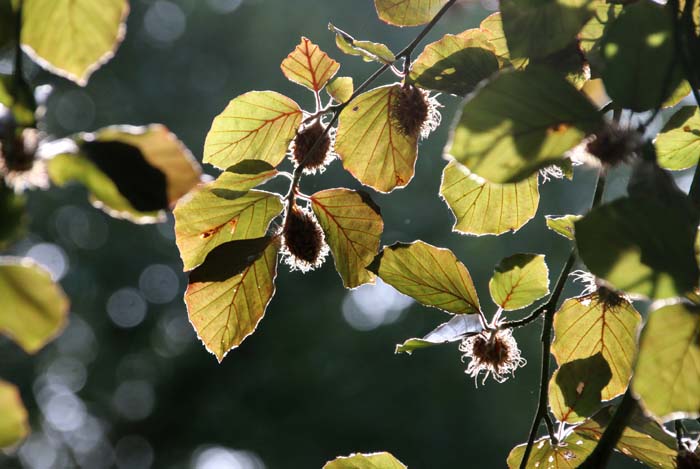 bruine beuk beukennootjes Fagus sylvatica