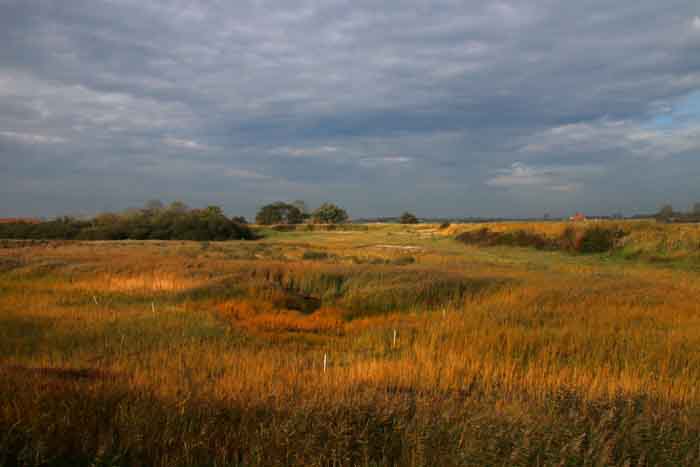 Texel Ceres herfst riet