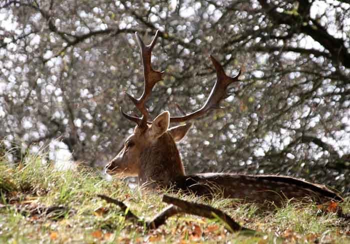 damhert Dama dama AW duinen Amsterdamse Waterleidingduinen grote grazers