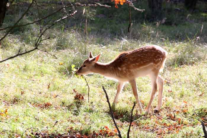 damhert Dama dama AW duinen Amsterdamse Waterleidingduinen
