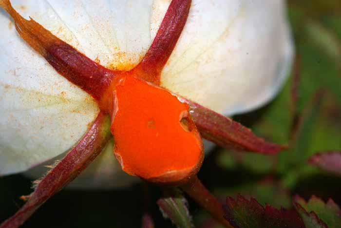 duinroosschimmel Phragmidium rosae-pimpinellifoliae schimmel oranje