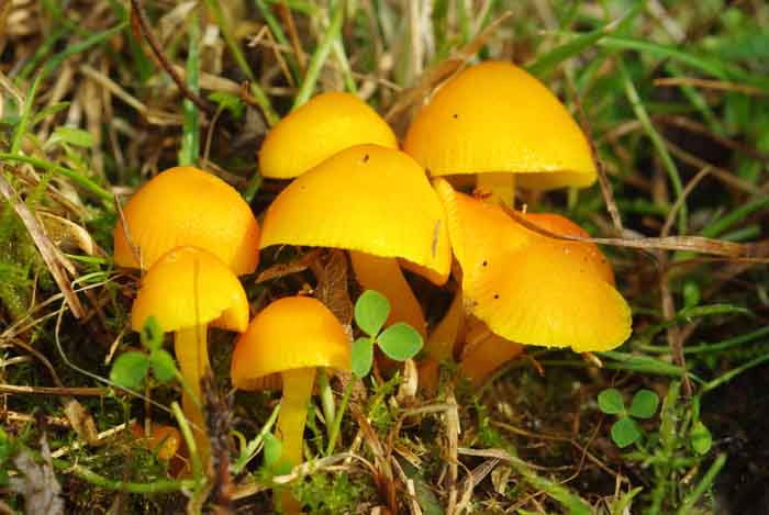 elfenwasplaat Hygrocybe ceracea wasplaat paddenstoel