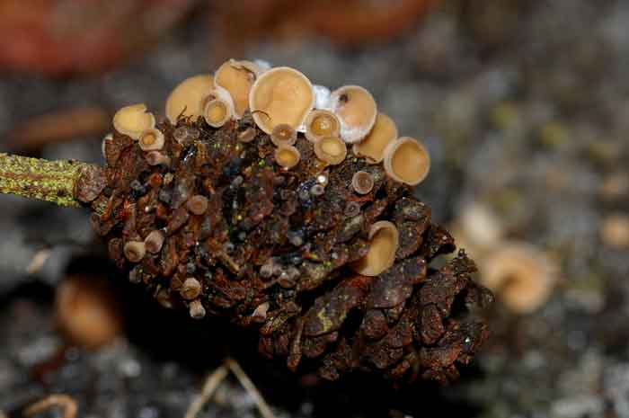 bekerzwam els elzenprop paddenstoel