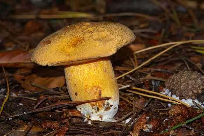 fijnschubbige boleet Suillus variegatus paddenstoel boleet