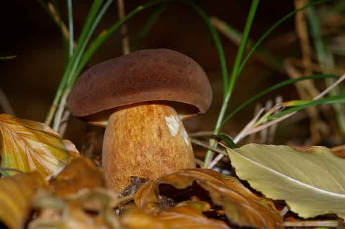 fluweelboleet Boletus subtomentosus paddenstoel boleet