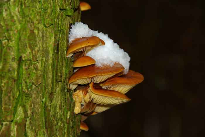 fluweelpootje flammulina velutipes paddenstoel winter zwam