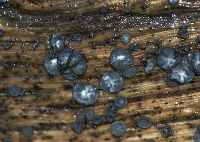 paddenstoel zwam gedrongen mollisia Mollisia cinerea
